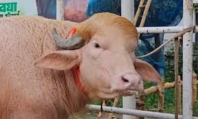 ছবি : সংগৃহীত